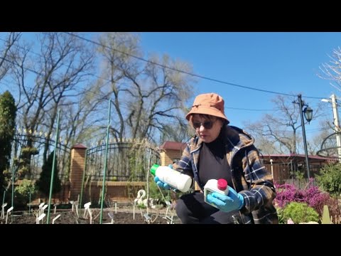 Видео: Перший удар по трипсам. Дієвий метод боротьби з трипсами.