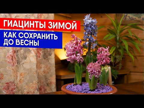 Видео: Гиацинты зимой - как сохранить до весны