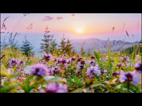 Видео: Малюємо лаванду на світанку і говоримо про те, як принципи дизайну працюють в живописі