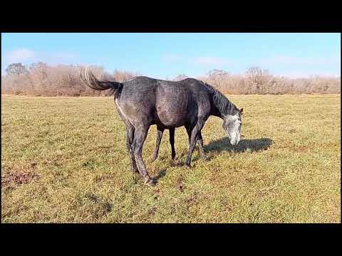 Видео: лошади октябрь . круглосуточный выпас . беглый пересчет