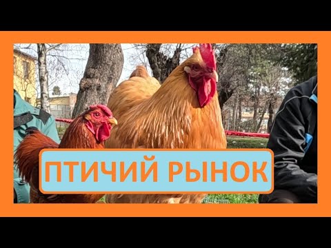 Видео: Птичий рынок в Сербии! Bird market in Serbia!