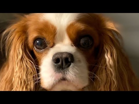 Видео: Кавалер Кинг Чарльз Спаниель - собака мечты
