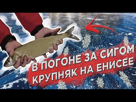 Видео: В ПОГОНЕ ЗА СИГОМ! Крупняк на Енисее.