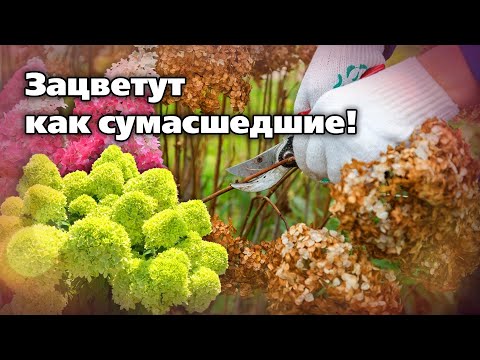 Видео: Как готовить гортензию к зиме  Обрезка и уход в октябре