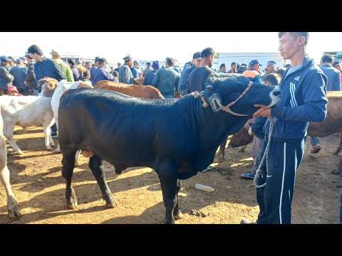 Видео: МОЛБОЗОРИ ХОЧИ ШАРИФ . 11 октября 2024 г.