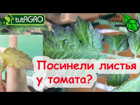 Видео: ПОЧЕМУ ЖЕЛТЕЕТ РАССАДА ТОМАТОВ ИЛИ ПОСИНЕЛИ ЛИСТЬЯ? ОТВЕТ ВАС УДИВИТ!