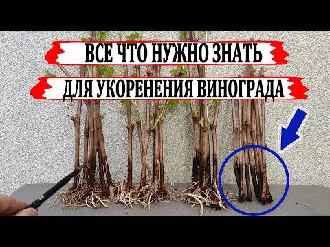 Видео: 🍇 Как правильно подготовить черенки винограда для укоренения. Осторожно соленый кокосовый субстрат.