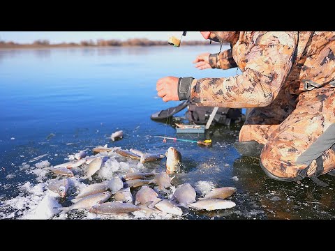 Видео: РЫБАЛКА ПО ПЕРВОМУ ЛЬДУ на АХТУБЕ. Зимняя рыбалка. Активный клёв по первому льду.