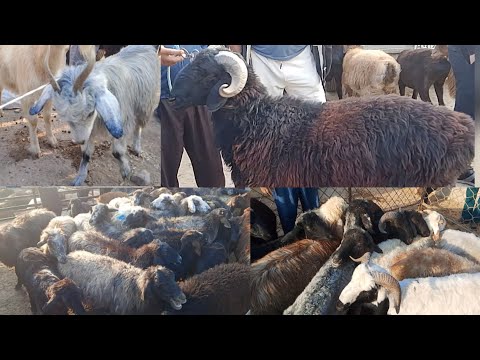 Видео: ХОРАЗМ ШОВОТ ЧОКЛИ КУЙ БОЗОРИ НАРХЛАРИ #нархлари#хоразмкуйбозори#хоразм#rek 