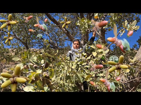 Видео: Кочевая жизнь: сбор желудей в диких высокогорьях! 🌰⛰️