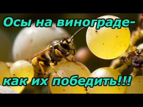 Видео: НАДЁЖНАЯ ЗАЩИТА ВИНОГРАДА ОТ ОС!