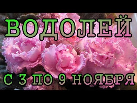 Видео: ВОДОЛЕЙ таро прогноз на неделю с 3 по 9 НОЯБРЯ 2025 года