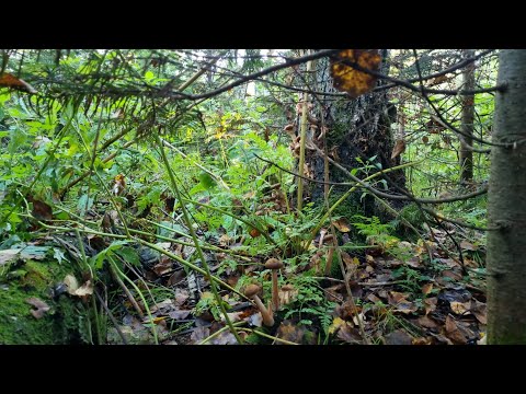 Видео: Лесная прогулка за опятами 