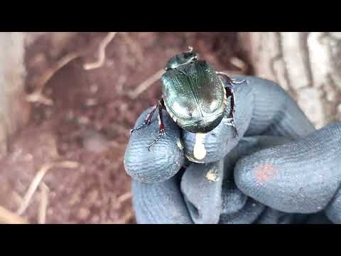 Видео: Osmoderma Barnabita (Восковик-отшельник).  Поиск новых мест обитания 2024