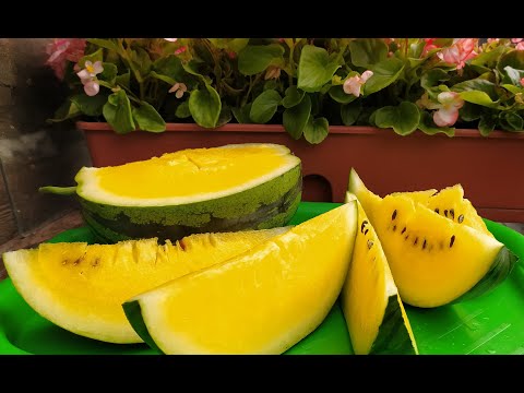 Видео: Арбуз Оранжевый медок.