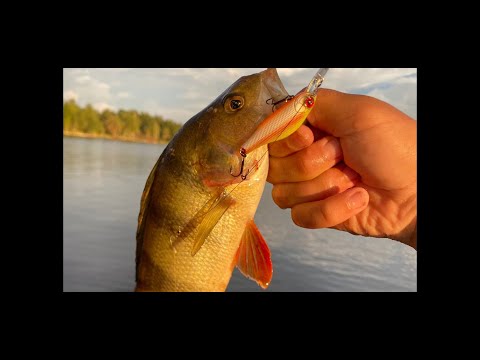 Видео: Lielupē Jūras Asaru medības / Ловля окуня в реке Лиелупе / Perch fishing in Lielupe. 07.2025.