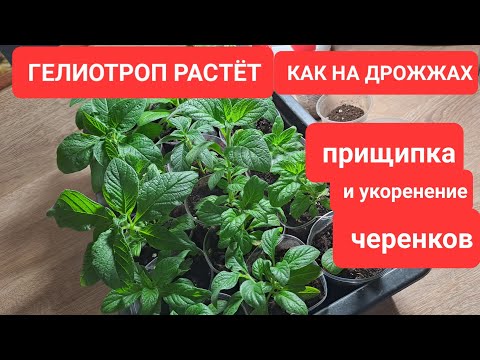 Видео: ГЕЛИОТРОП РАСТЁТ КАК НА ДРОЖЖАХ. ПРИЩИПКА И  УКОРЕНЕНИЕ ЧЕРЕНКОВ. ЛУЧШИЙ СПОСОБ РАЗМНОЖЕНИЯ .