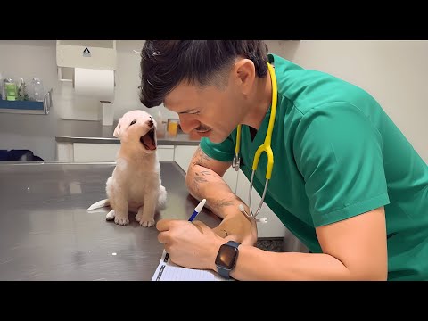 Видео: Вы будете смеяться от души, глядя на этих забавных собак 🤣 Самые смешные реакции собак!