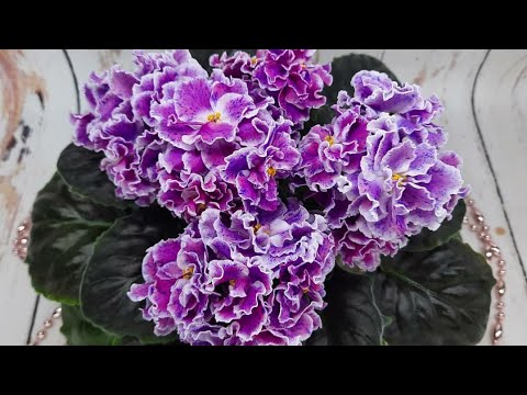 Видео: Самые КРАСИВЫЕ цветущие фиалки. Шапочно цветущие фиалки, обзор 7 сортов из моей коллекции