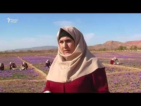 Видео: Заъфарон ҷойи кӯкнорро мегирад