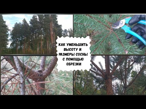 Видео: Как уменьшить высоту и размеры сосны с помощью обрезки.