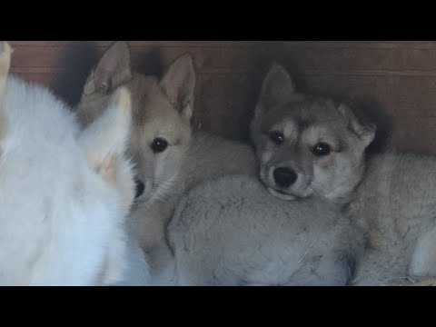 Видео: Щенки  теперь с матерью