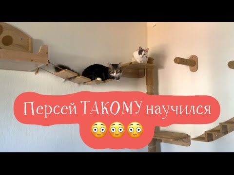 Видео: Персей такое вытворяет! Не ожидал от него 😨