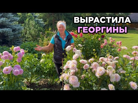 Видео: Секреты шикарных георгин. Далии в моём саду.