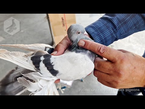 Видео: Птичий рынок г. Ташкент - ГОЛУБИ (09.09.2023) / Uzbek Pigeons / Usbekische tauben