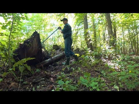 Видео: Металлоэкспедиция в ближайщий сосняк. Вскрываю старые свалки металлоискателем