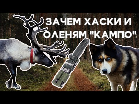 Видео: ЗАЧЕМ ХАСКИ И ОЛЕНЯМ НОЖИ "КАМПО"? ТЕСТЫ НОЖА " КАМПО-В" в лесу.