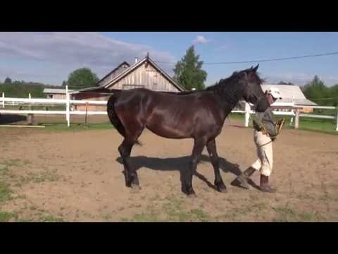 Видео: Вестерн заездка. Урок 2. Учим лошадь ходить рядом