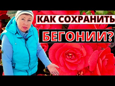 Видео: Как сохранить БЕГОНИИ до следующего сезона? Размножение моим любимым способом