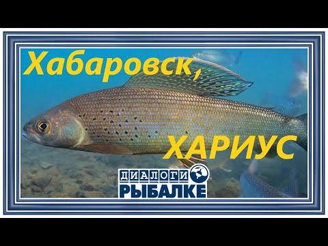 Видео: Диалоги о рыбалке - 086 / Хабаровск. Хариус