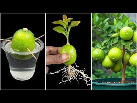 Видео: Как быстро и легко вырастить лимон дома