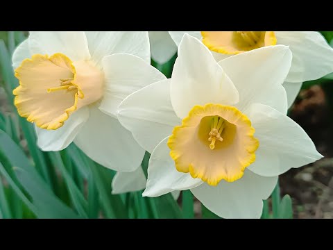 Видео: Нарциссы и... Прогулка по саду. Часть 3.