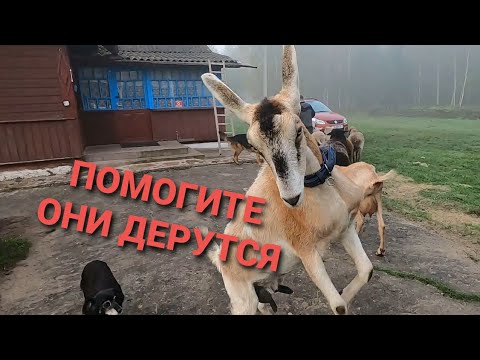 Видео: Первое утро на ЧЕРНИЧНОМ ХУТОРЕ. Приключения начинаются