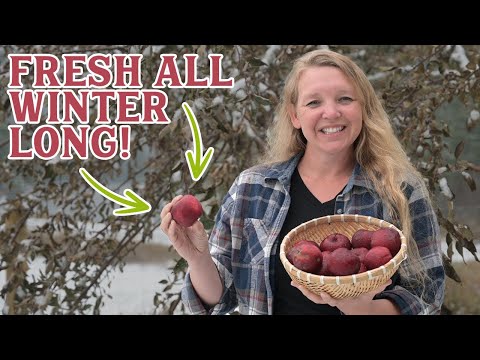 Видео: Используя этот простой метод, она сохраняет яблоки свежими всю зиму!
