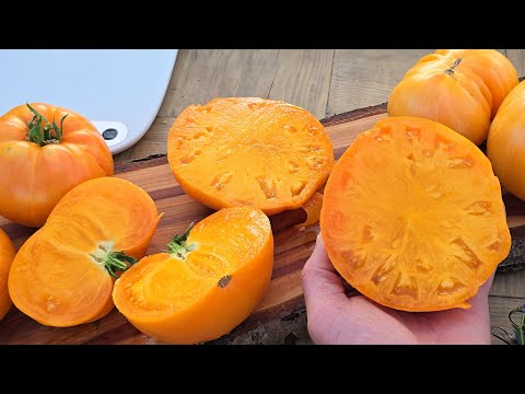 Видео: Какой же он вкусный 💛 "Orange Jazz" 🎷 Отличный крупноплодный горячий сорт, с превосходным вкусом 👍👍👍