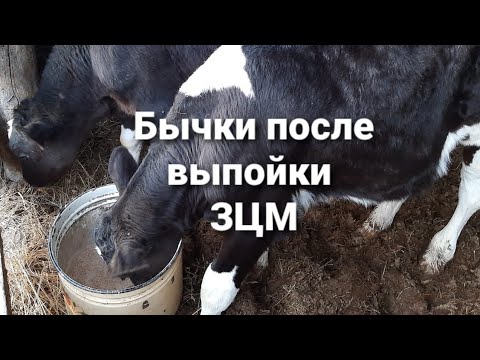 Видео: Сколько стоит отпоить телёнка на ЗЦМ?!?!