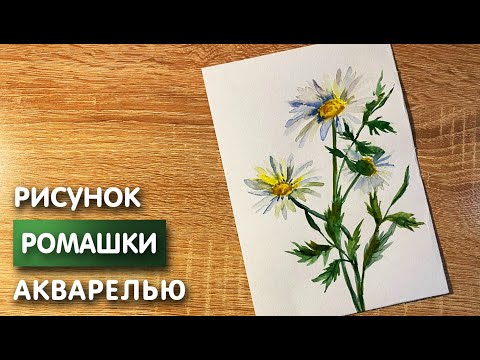 Видео: Как нарисовать ромашки карандашом и акварелью начинающим | Рисунок для детей