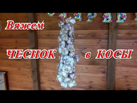 Видео: Как вязать ЧЕСНОК в КОСУ. Подготовка чеснока к хранению.