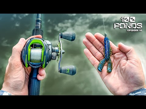 Видео: Окунь в восторге от этой новой приманки для кроля! («100 прудов», эпизод 31)