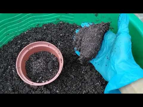 Видео: #472.Черенки пеларгоний укоренились! Что дальше!?