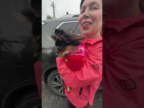 Видео: Гости 1 🤗