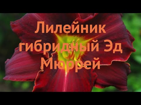 Видео: Лилейник гибридный Эд Мюррей (ed-myurrey) 🌿 обзор: как сажать, саженцы лилейника Эд Мюррей