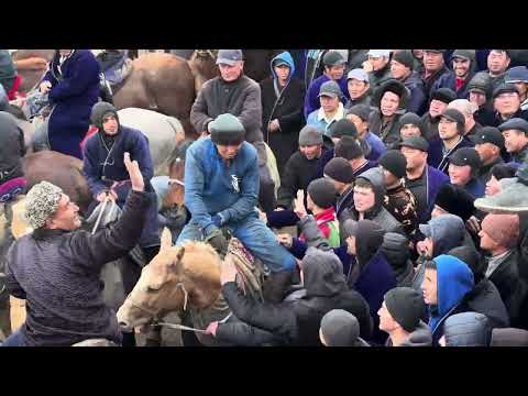 Видео: Қуш 🐫🐫 ни 4 та палвон ташлади