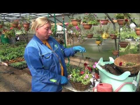 Видео: Подвесные и балконные цветы часть 1