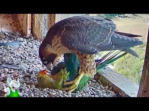 Видео: Хищные Птицы в Деле / На Что Способен Орёл, Ястреб, Сапсан