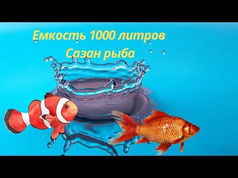 Видео: Емкость 1000 литров Сазан рыба 